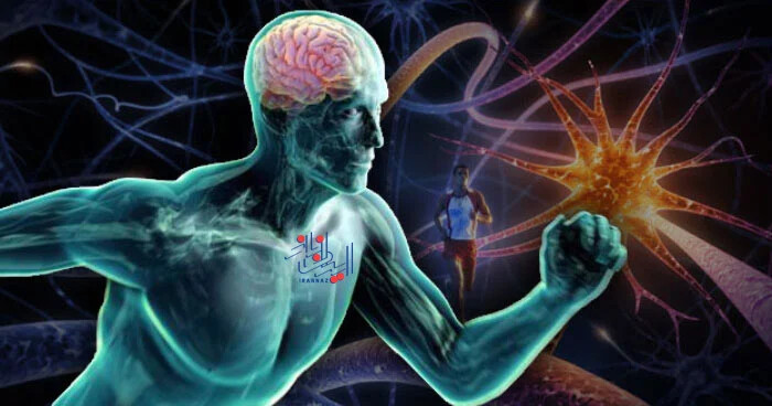 تحرک داشتن برای پروتئین های مغز مفید است
