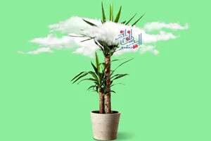 بهترین گل و گیاهان آپارتمانی برای دفع آلودگی هوا