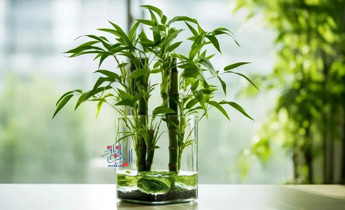 بامبوی خوش شانس