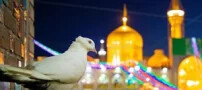 بهترین هتل های مشهد از نظر مسافران؛ معرفی ۱۰ هتل برتر