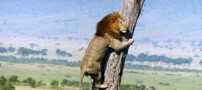 ترفندهای جالب حیوانات هنگام ترس از شکار شدن!