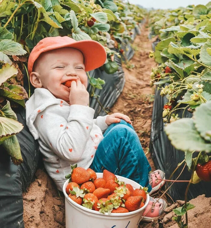 دختر زیبا در مزرعه توت فرنگی ، عکس های بسیار جالب، خنده دار و بامزه از کودکان