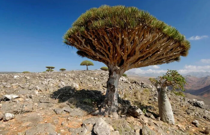 جزیره سوکوترا (Socotra) - یمن