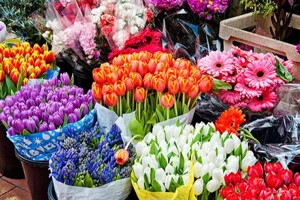 داستان و معنی گلهای معروف؛ قبل از خرید گل هدیه اینها را بدانید