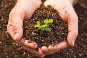 مواد تشکیل دهنده خاک گلدان چیست؟ آشنایی با بهترین ترکیب خاک برای گیاهان