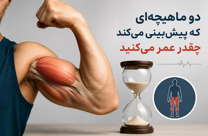 این دو عضله پیش بینی می کنند که چقدر عمر می کنید!