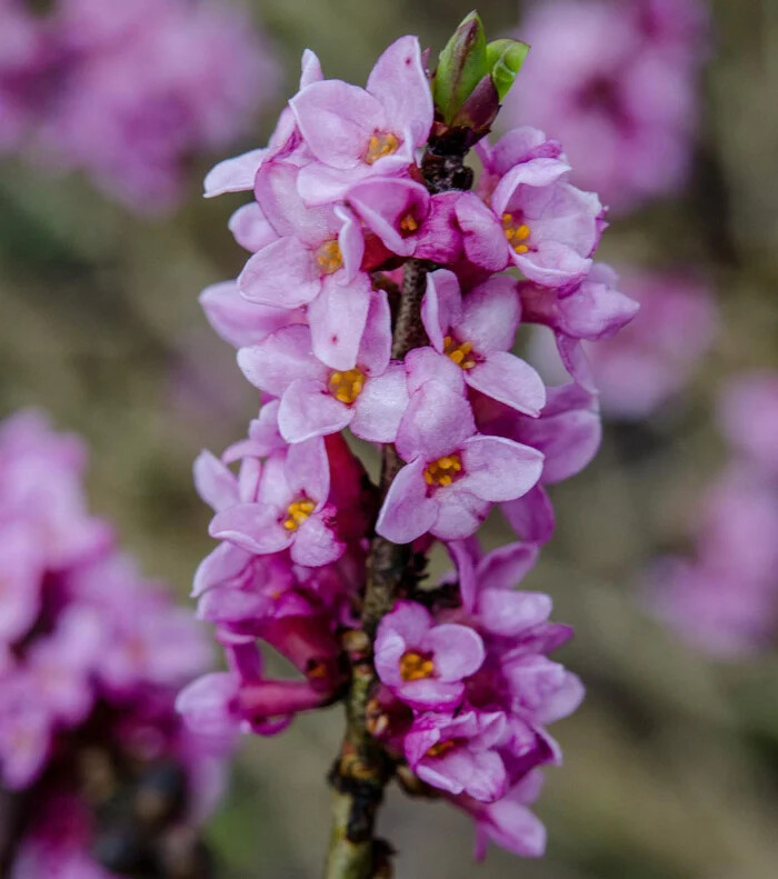 دافنه یا Daphne mezereum