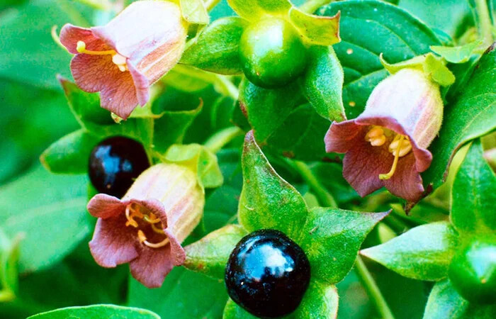بلادونا یا Atropa belladonna