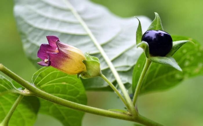 بلادونا یا Atropa belladonna ، زیباترین گل های خطرناک و سمی جهان که باید بشناسید