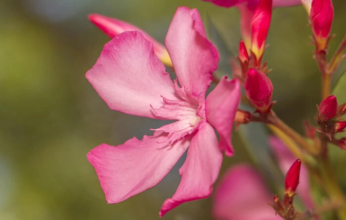 خرزهره یا Oleander ، زیباترین گل های خطرناک و سمی جهان که باید بشناسید