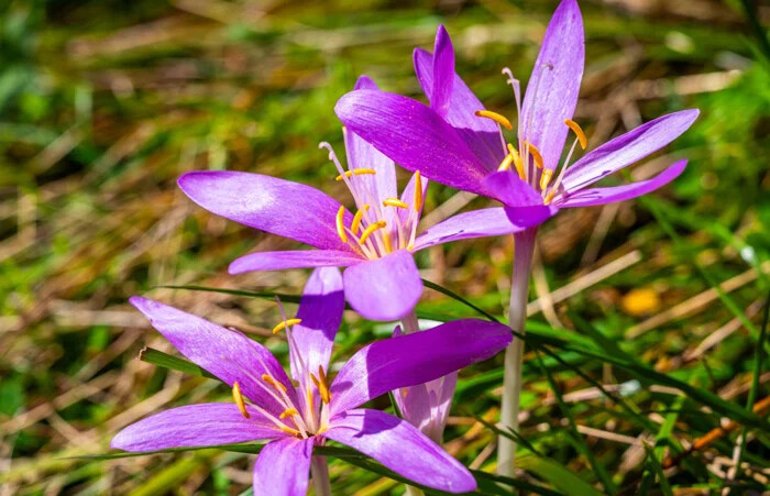 گل حسرت یا Colchicum autumnale