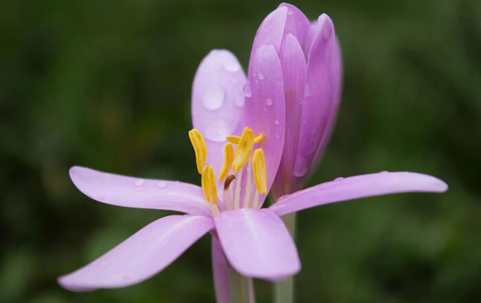 گل حسرت یا Colchicum autumnale ، زیباترین گل های خطرناک و سمی جهان که باید بشناسید