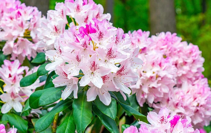 رودودندرون یا Rhododendron