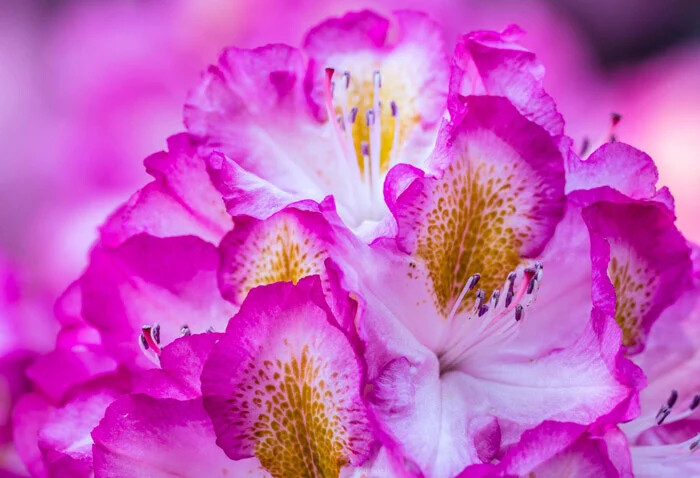 رودودندرون یا Rhododendron ، زیباترین گل های خطرناک و سمی جهان که باید بشناسید