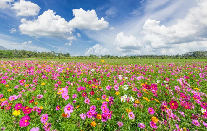 دشت های پر از گل؛ یکی از زیباترین مناظر طبیعت