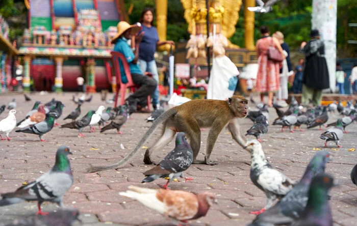 ماجرای جالب میمون و کبوتر ، عکس های جالب از میمونی که عاشق یک کبوتر شده!!