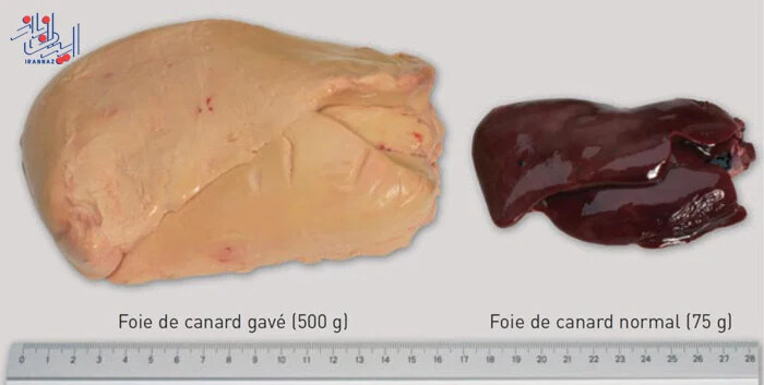 چرا جگر پرنده اینقدر بزرگ می شود؟