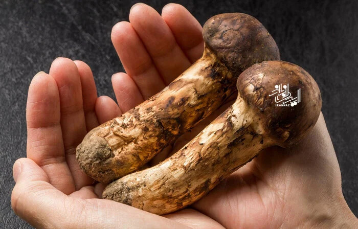 قارچ ماتسوتاکه؛ خوراکی کمیاب ژاپنی ، گران ترین خوراکی های جهان