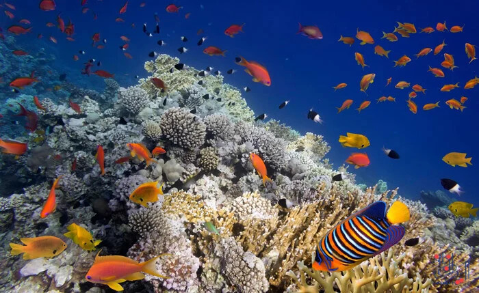عکس های شگفت انگیز از زیبایی های طبیعت در زیر دریا