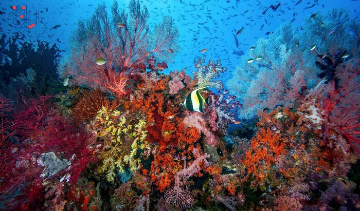 دنیای رنگارنگ زیر آب؛ جایی پر از زندگی ، عکس های شگفت انگیز از زیبایی های طبیعت در زیر دریا