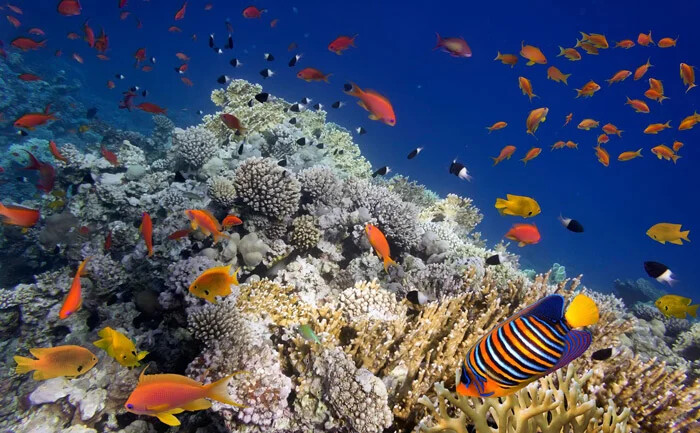 دنیای رنگارنگ زیر آب؛ جایی پر از زندگی