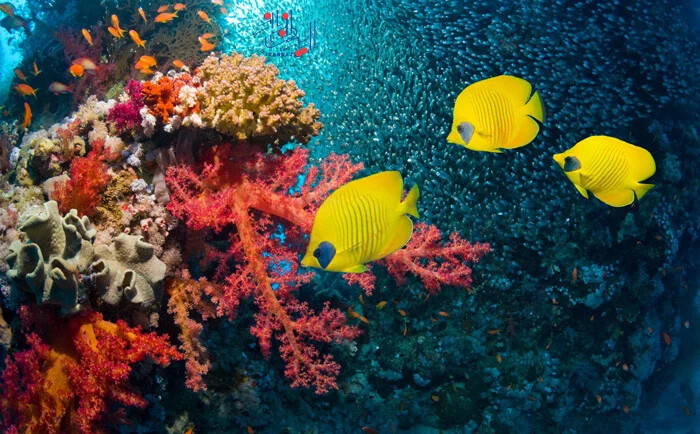 ماهی های رنگارنگ در میان مرجان ها ، عکس های شگفت انگیز از زیبایی های طبیعت در زیر دریا