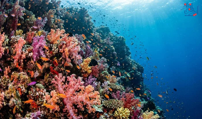 مجموعه تصاویر زیبایی های طبیعت در زیر دریا
