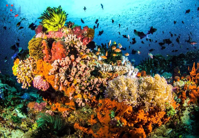 مجموعه تصاویر زیبایی های طبیعت در زیر دریا