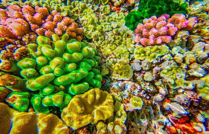 نمای نزدیک از مرجان