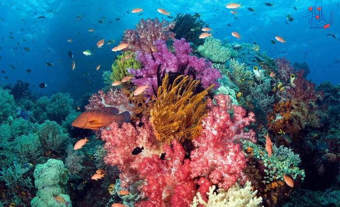 نمای بسیار وسیع از دنیای زیر آب