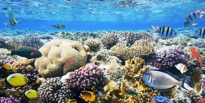 نمای بسیار وسیع از دنیای زیر آب