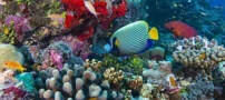 عکس های شگفت انگیز از زیبایی های طبیعت در زیر دریا