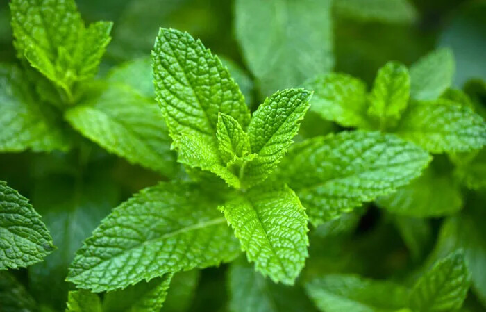 چای نعناع سبز یا نعناع معمولی؟