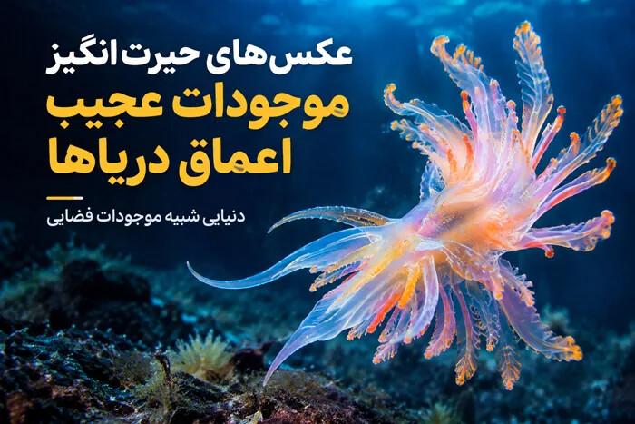 عکس های حیرت انگیز موجودات عجیب کشف شده اعماق دریاها