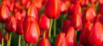 عکس های دیدنی از لاله های زیبای هلند؛ سرزمین گل های رنگارنگ