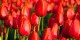 عکس های دیدنی از لاله های زیبای هلند؛ سرزمین گل های رنگارنگ
