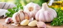 آیا سیر می تواند جایگزین انسولین شود؟ خواص سیر برای سلامتی