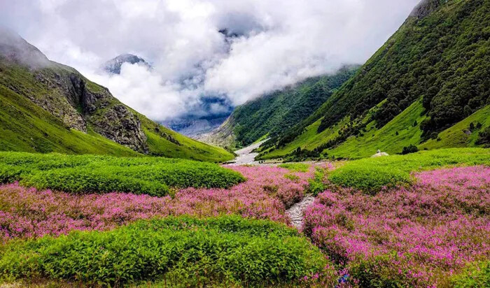 دره گل ها، هند (Valley of Flowers) ، شگفت انگیزترین و زیباترین مکان های جهان که حتما باید ببینید
