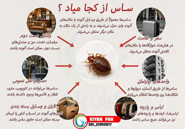 ساس یا کنه در خانه؟ ۷نشانه مهم که قبل از سمپاشی باید بشناسید