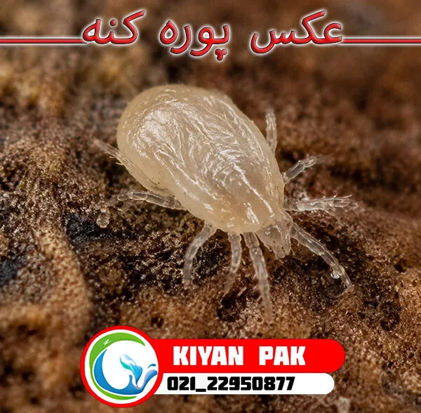ساس یا کنه در خانه؟ ۷نشانه مهم که قبل از سمپاشی باید بشناسید