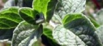 خواص کامل پونه ی کوهی