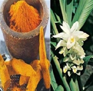 خواص جالب زرد چوبه