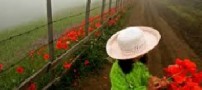 نشانه‌های افسردگی تعطیلات