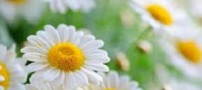 شعر زیبای اكنون هبوط رنگ