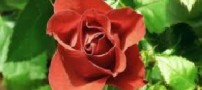 شعر بسیار زیبای تنهای منظره