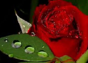 شعر سایه شدم‌، و صدا كردم‌