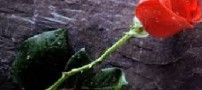 شعر زیبای تا گل هیچ