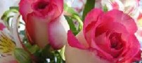 شعر زیبای باد آمد ، در بگشا