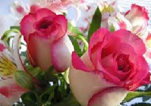 شعر زیبای باد آمد ، در بگشا