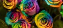 شعر روی سرم بید دگر، خورشید دگر